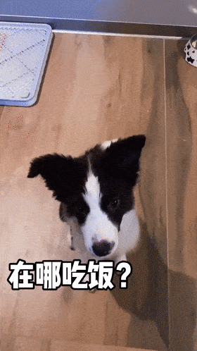 告诉你不养边牧的六个理由（为什么不喜欢养边牧）