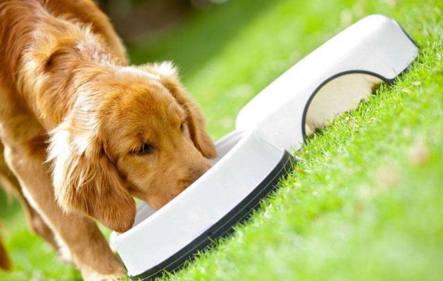 了解训练金毛的最佳方法（金毛犬如何训练）