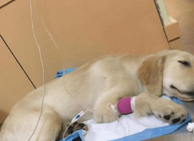 狗慢性胰腺炎的4大症状（狗狗胰腺炎有什么症状)