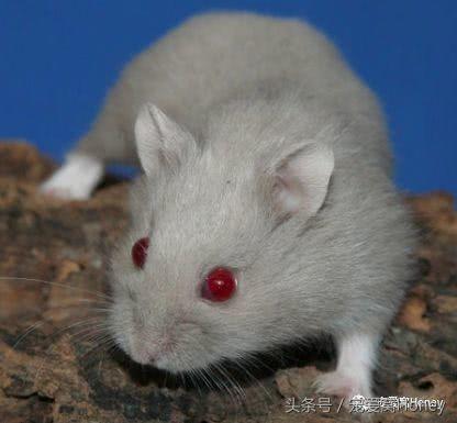 盘点各种色系的坎贝尔仓鼠（为何不建议养银狐仓鼠）