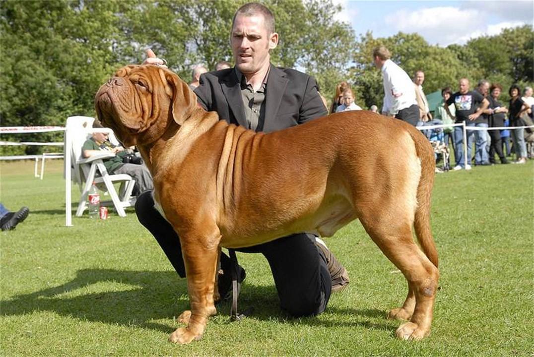 盘点十大禁养犬名单（罗威纳犬是禁养犬吗）