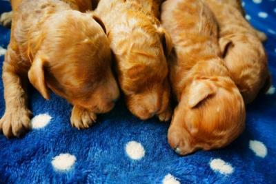 一岁多的泰迪怎么养(泰迪一生的饲养全攻略)