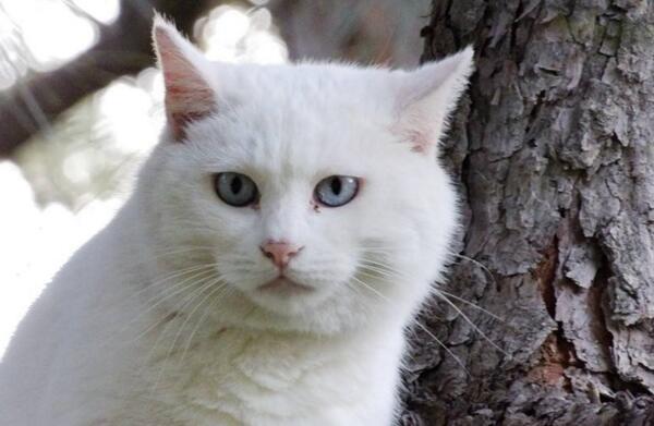 异瞳白猫为什么不建议养(白色异瞳猫好养吗)