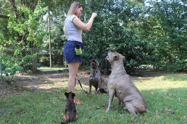 刚买的小狗怎么训练(详解:幼犬训练教程)