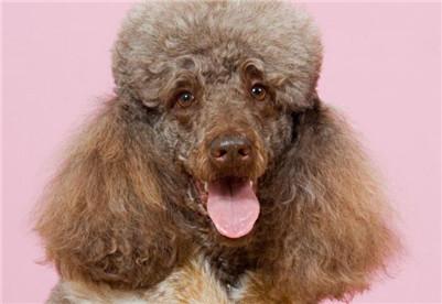 最新的纯种巨贵价格表（啥样的标准才能称巨型贵宾犬）