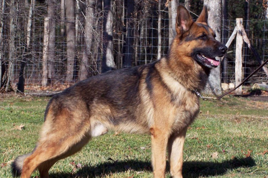 了解养德牧的几个坏处（附：刚开始养德牧就后悔？）