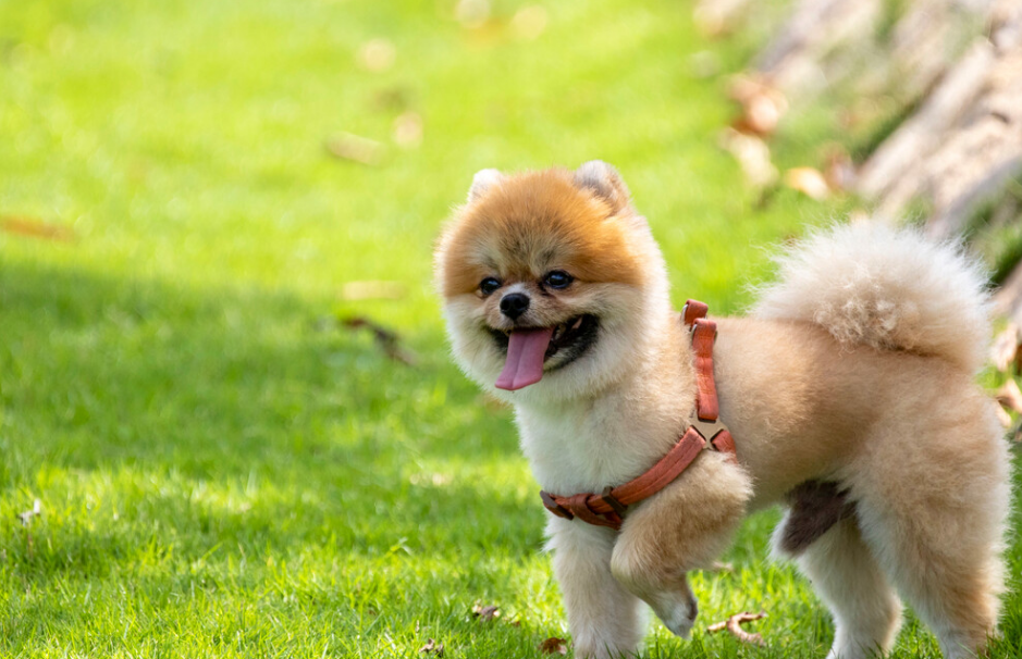 博美犬多少岁算“老年狗”?铲屎官们了解一下吧! 博美犬多少岁算“老年狗”?铲屎官们了解一下吧!