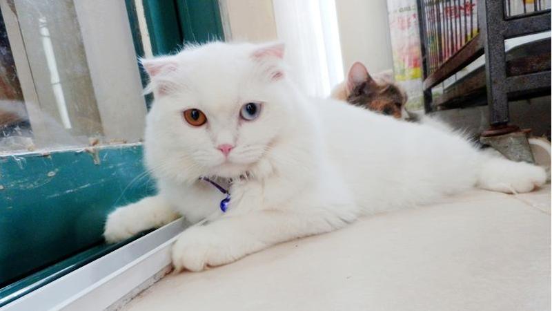 纯白高地猫有什么基因缺陷的疾病呢