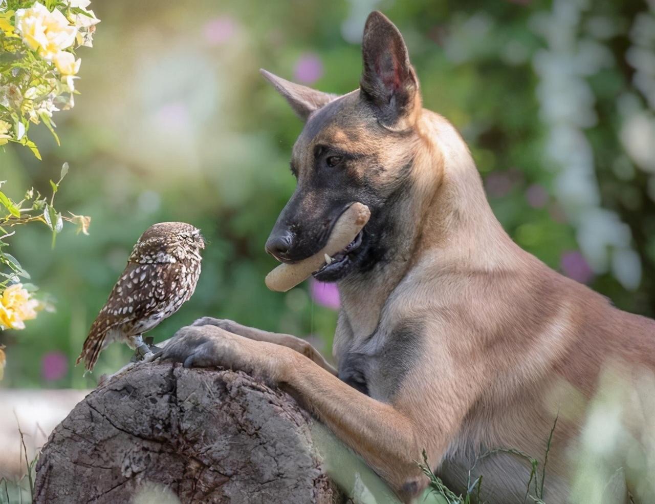 马犬如何看品相(详解:挑选马犬幼犬的小窍门)
