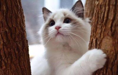 猫一只眼睛有点睁不开怎么办（猫一只眼睛有脓黄眼屎）