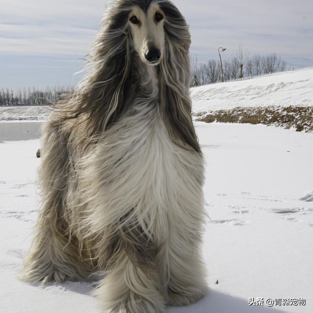 阿富汗猎犬如何喂养（详解：阿富汗的饲养方法）