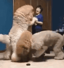 分享饲养巨型贵宾犬的好处（巨型贵宾犬好养吗）