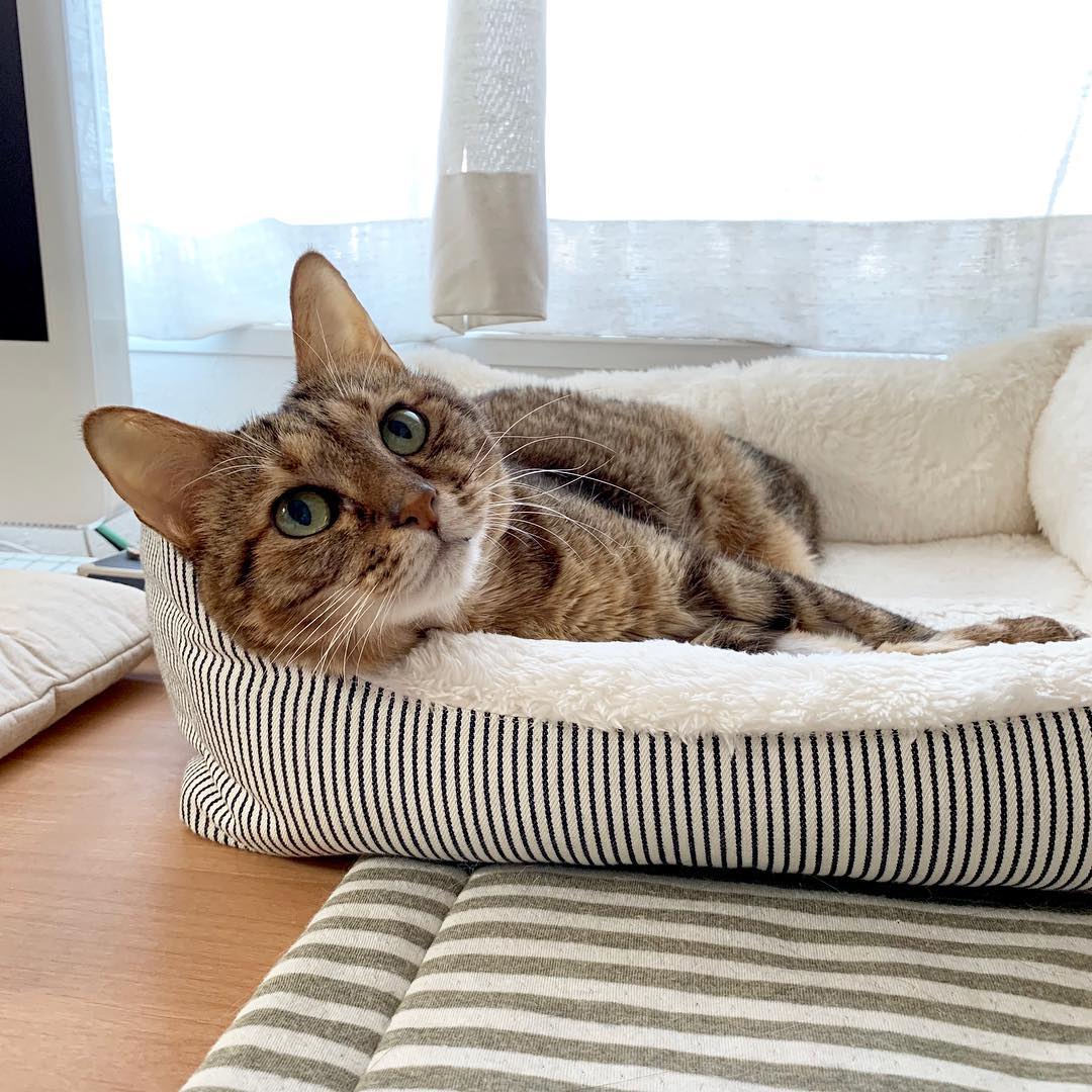 母猫乱拉乱尿是什么情况（详解：母猫乱尿的原因）