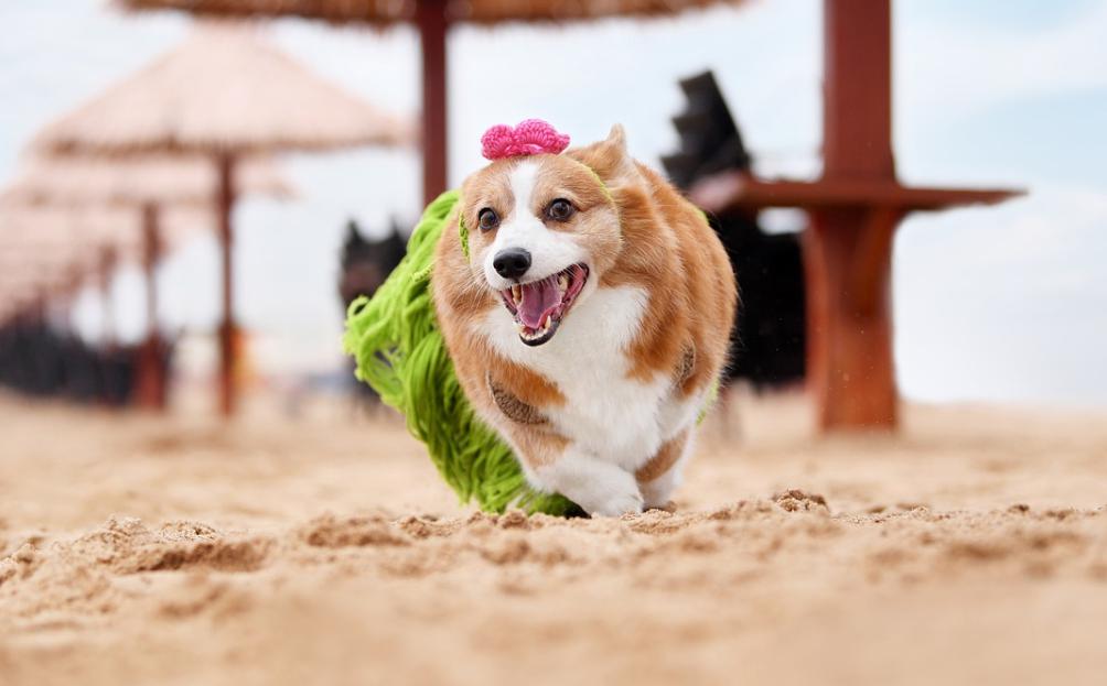 柯基犬如何训练