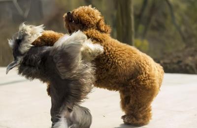 狗狗无故惨叫抽搐后腿无力(狗狗发抖的7大原因)