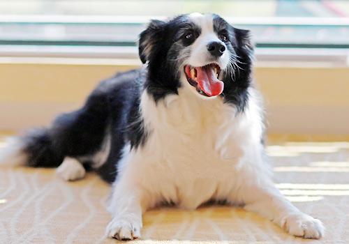 城市允许养的护卫犬介绍（什么狗最护主但不禁养）