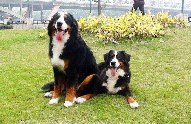 不推荐养这些狗,寿命短不能陪你很久