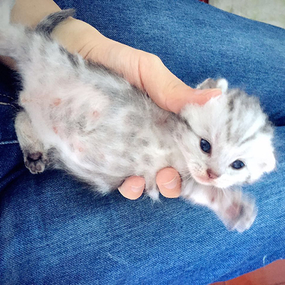 6种方法训练幼猫 猫抱着你的手又咬又蹬