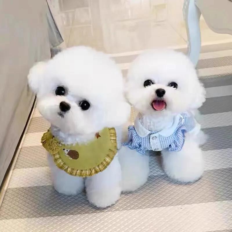 正宗的比熊犬价格行情(比熊犬多少钱一只)