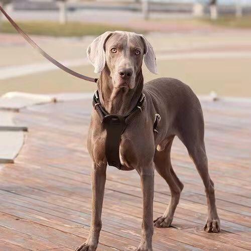 大丹犬怎么喂养（详解：养大丹犬要注意的事项）