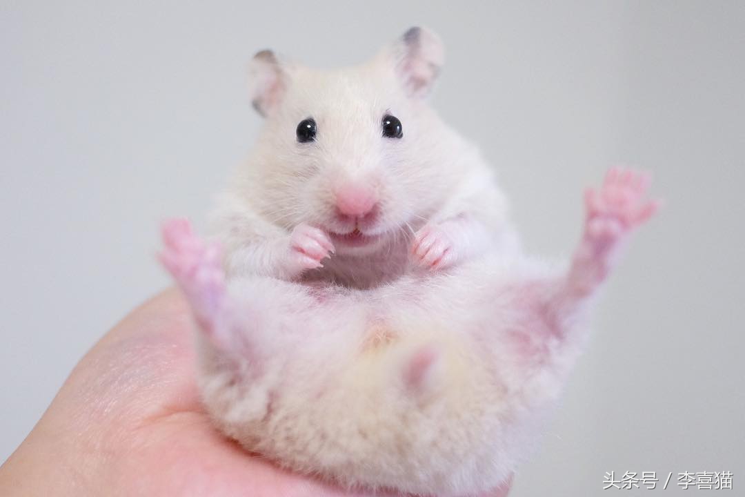 金丝熊怎么养才亲近主人（详解：新手如何获得金丝熊的信任）