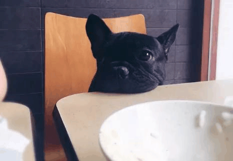 斗牛犬吃什么食物最好（详解：斗牛犬喜欢吃的食物）