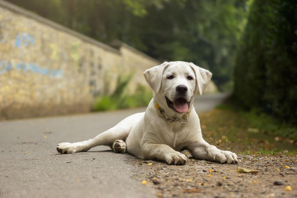 推荐六大无攻击性的狗狗（不咬人的狗排名）