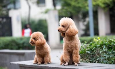 什么情况下不喊泰迪名字（泰迪犬有多记仇）