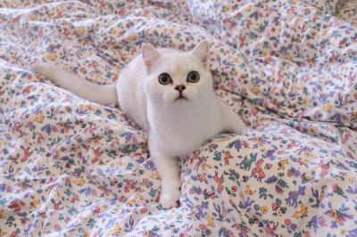 速诺片猫咪一次吃多少