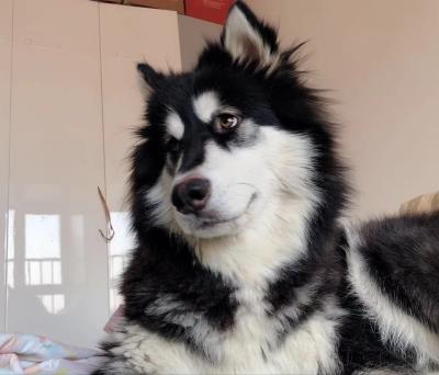 狗在危险的时候真的会保护主人吗（主人蹲下对狗狗的意义）