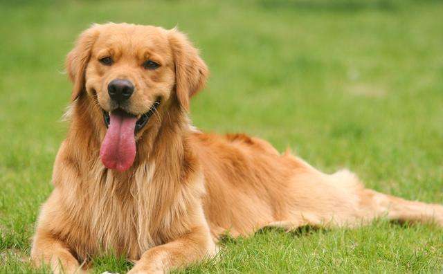 金毛难养吗（详解：金毛最受欢迎的5个理由）