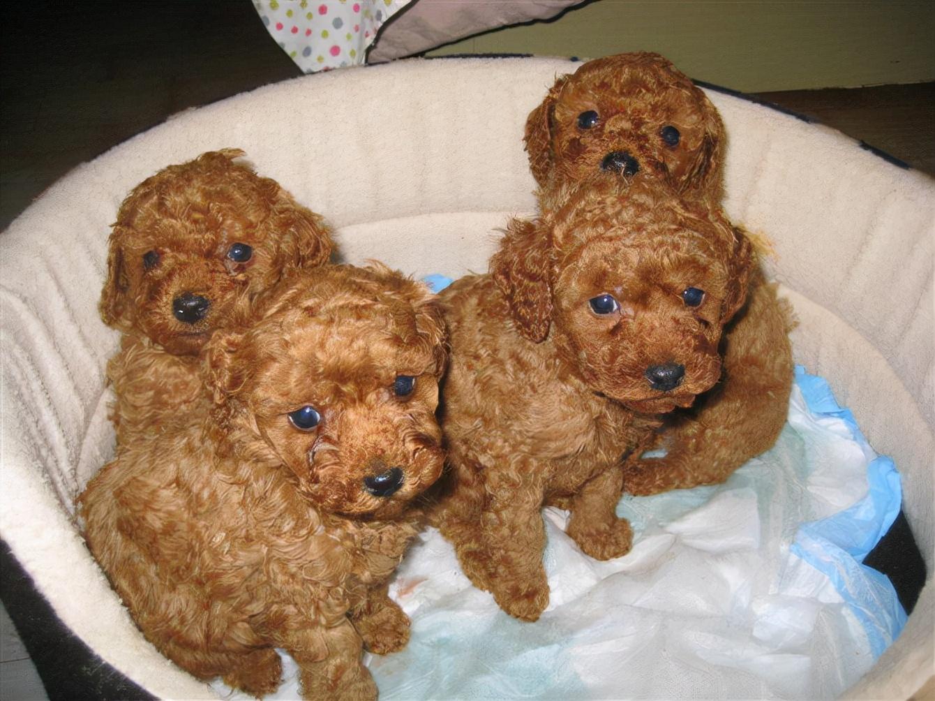 手把手教你鉴别泰迪品相标准（泰迪犬怎么挑选）