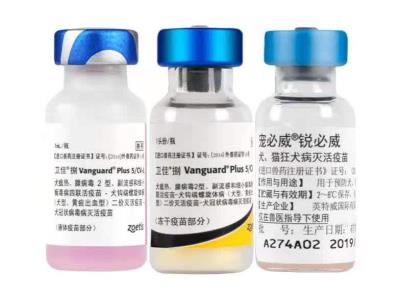 狗多大打疫苗(狗子疫苗怎么打)