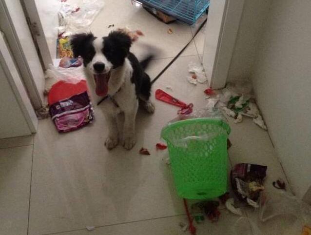 给所有养边牧的人10大忠告（附：养边牧的人都后悔了吗）