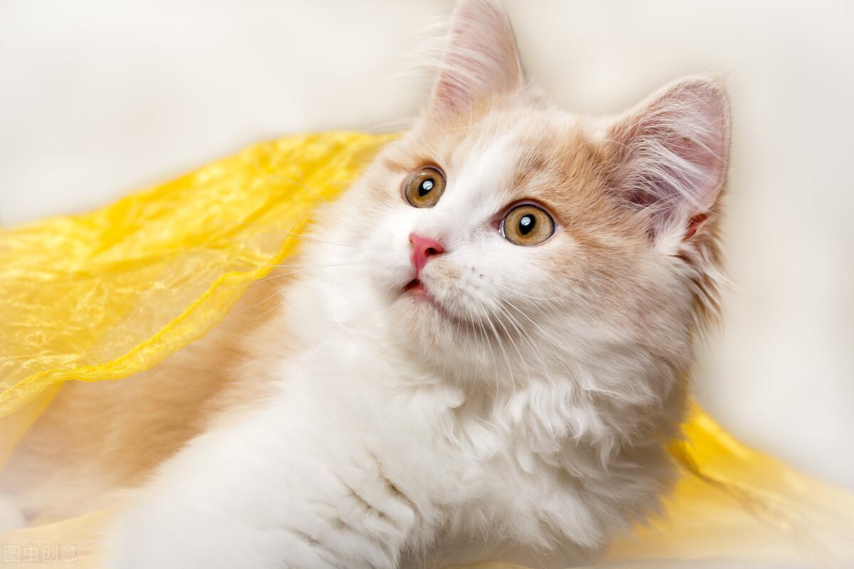 教你养1个月的幼猫技巧（满月的猫怎么喂养）