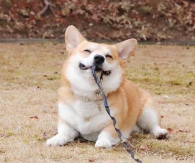 狗狗恨透主人的十种表现