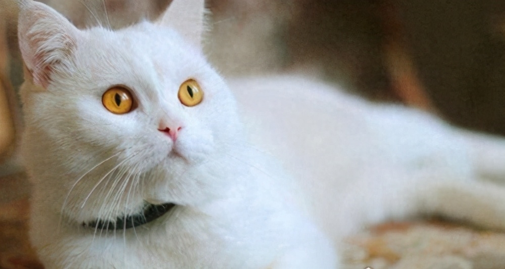 世界十大禁养名猫有哪些（附：不建议养的10种违法猫咪）