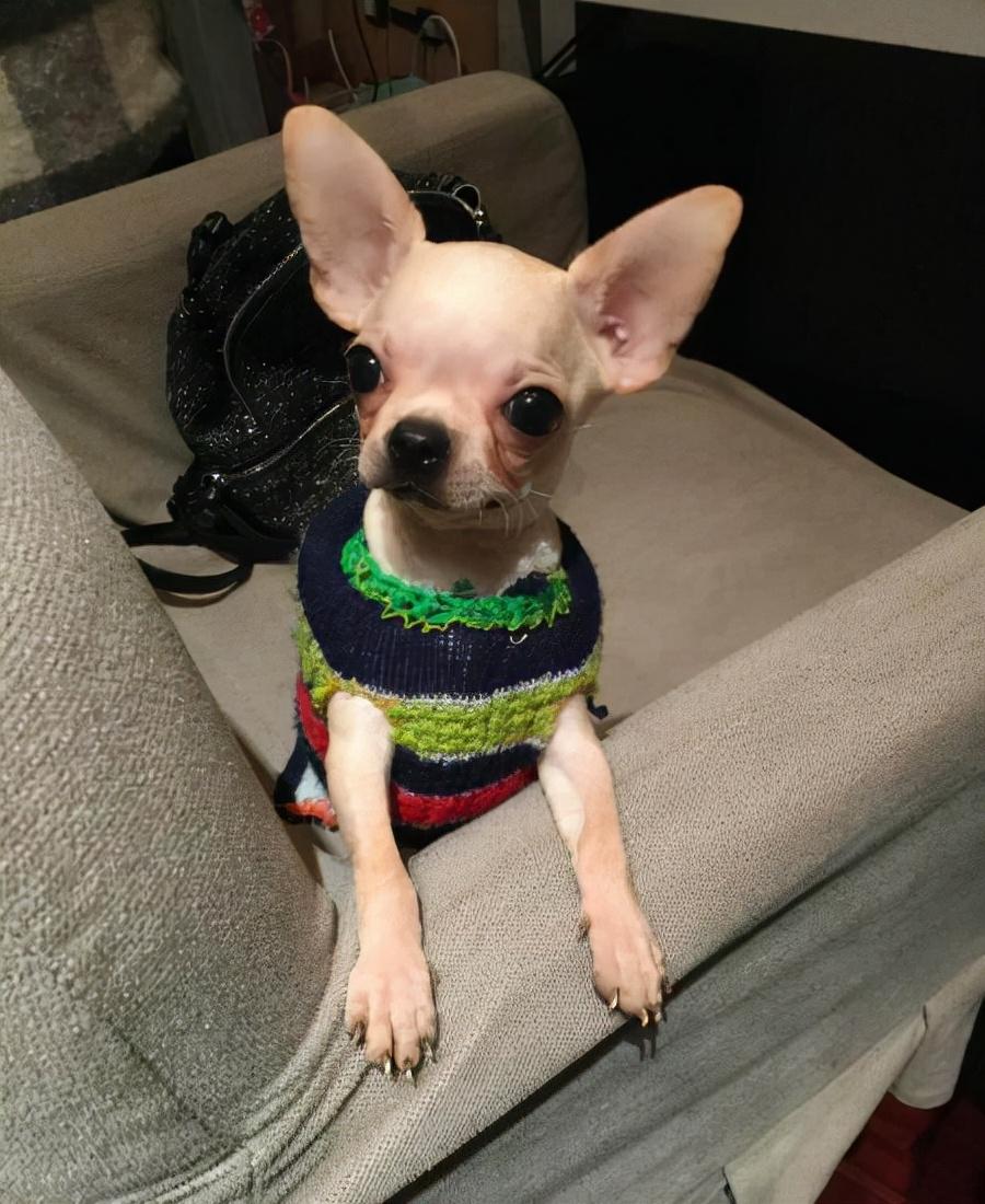 第一次养什么狗比较好（适合新手养的狗狗推荐）