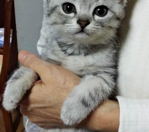 鱼骨纹和虎斑纹区别 鱼骨纹虎斑猫对比照