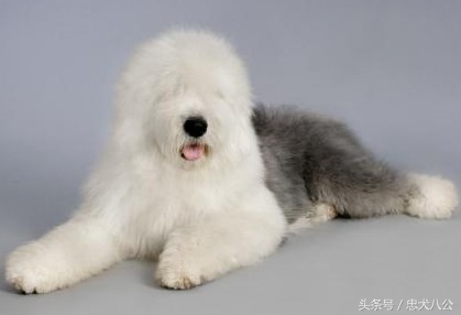 古牧品相好的挑选技巧（教你如何挑选古牧犬）