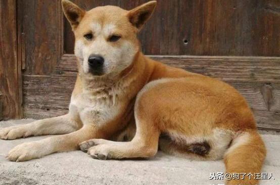 中华田园犬怎么养（养中华田园犬的注意事项）