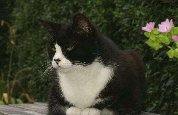 分析黑白猫与奶牛猫的区别(附：奶牛猫属于杂交血统)