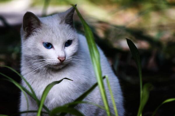 异瞳白猫为什么不建议养(白色异瞳猫好养吗)