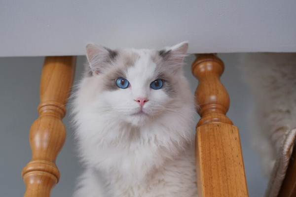 怎么看出布偶猫特别讨厌宠主（详解：猫讨厌铲屎官的4大表现）