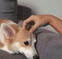 柯基犬怎么喂养（告诉你养柯基的七大好处）