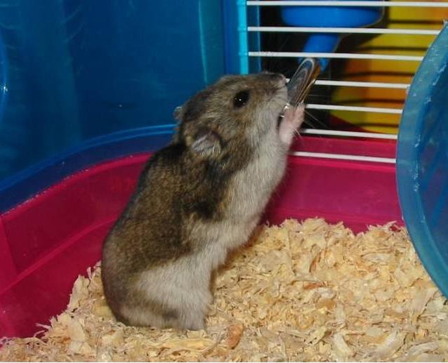 仓鼠摸哪儿才会越来越乖(附:教你摸仓鼠让仓鼠觉得很带感)