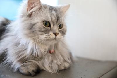 可以判断猫咪年龄的方法(怎么判断猫的年龄)