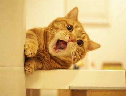 日本田园猫和中华田园猫的区别(日本田园猫和中华田园猫的区别图片)