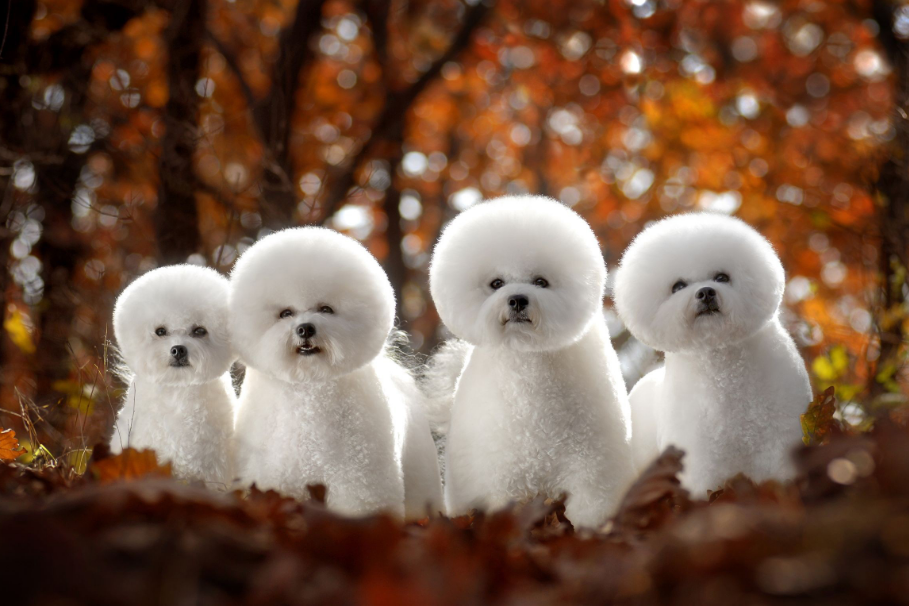 详解比熊犬的五大特点