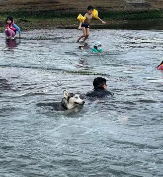 狗狗“杀死”自己主人的几率很小，但绝不会是零...